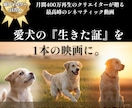 月間400万再生！愛犬の記憶を蘇らせる動画作ります SNS総フォロワー１２万人！ AI技術で愛犬を映画の主人公に イメージ1