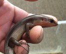 ヘビ、トカゲ、カメ、カエルの飼育相談のります 現在日本産(野生由来)のもの22種50匹ほど飼育中。 イメージ2