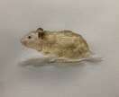 大切な家族を水彩画にします リアルで温かいペット水彩画あなたの大切な家族を丁寧に描きます イメージ7