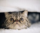 さみしい。誰かとお話したいとき。お話相手になります １分から。どんなお話でも大丈夫です。 イメージ2