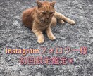 期間限定！ご希望のジャンルを掘り下げて読みます インスタ経由で初めての方！限定価格で読ませて頂きます✴︎ イメージ1