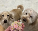 愛犬がまとわりついて離れないおやつお伝えします 無添加でおいしいストックもできる簡単レシピ イメージ7