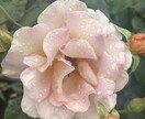 経験を通して☘️お話お聴きします メンタルが落ちると辛いです☘️お話してみませんか？ イメージ3