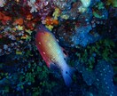 ダイビングで撮った水中写真を提供します 完全オリジナル！魚や珊瑚の水中写真を１枚１００円で！Ｂセット イメージ1