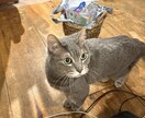 どんな話でも真剣にお聞きします チャットGPTがわりに使ってください イメージ1