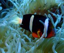 ダイビングで撮った水中写真を提供します 完全オリジナル！魚や珊瑚の水中写真を１枚１００円で！Ｃセット イメージ3