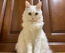 猫の素材写真を提供します ねこの日常の写真を撮影しています。三毛猫、白猫など イメージ6