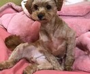 あなたの悩みや、愚痴の全て聞き流します 吐き出して、スッキリしませんか？以上 イメージ2