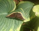 蝶の飼育の手伝いコーチします 自由研究に蝶または蛾の観察をしたい方向け。 イメージ3