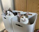 可愛い猫の写真を提供します 5匹のミックスの猫ちゃん達の写真です。 イメージ3