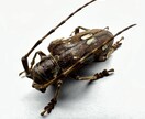 昆虫標本の作成を代行します 屋号名: BOOM INSECT イメージ8