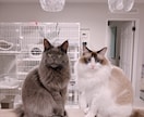 大型犬と猫の飼い主。飼い方やお手入れ相談乗ります アラスカンマラミュートのしおむすび♡愛犬愛猫のお悩み相談室 イメージ3