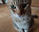 あなたのお悩み聞きしっかりと聞きます 優しく丁寧な対応！女性の恋愛相談も大歓迎です。 イメージ4