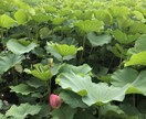 明日に向けてあなたを元気にします 誰にも言えない相談そっと話してみてね（秘密厳守） イメージ2