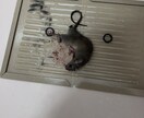 まずは電話！駆除における方法全力でサポートします 費用が高いからできるなら自分でやってみようかな？は必見です！ イメージ7