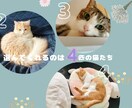 神秘的な猫達が、あなたにぴったりの1枚を選びます 猫の神秘的な直感が恋する心にやさしく光を灯します✴︎ イメージ3