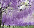 あなたの悩みに四柱推命、タロットで鑑定いたします 幸せのレシピをお作りいたします イメージ3