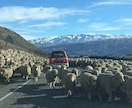 テカポ湖への行き方を教えます ニュージーランドの南島をレンタカーで横断したい方へ イメージ4