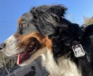 愛犬に関する記事を執筆します 愛犬との快適な暮らしを実現したい方へ。 イメージ1