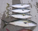 コマセのワラサ釣りで釣れるイカタンの作り方教えます 付けエサはオキアミとイカタンですがイカタンで釣果に差が出ます イメージ5