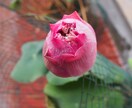 タイで撮った写真素材を提供いたします タイでの日常を切り取った写真です。 イメージ2