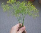 自宅で緑を楽しむ方法を、植物大好きマンが教えます 10年以上の知識・経験で植物の育て方・楽しみ方をサポート！ イメージ9