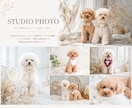 ペット撮影で大切な家族との思い出を写真に残します 犬・猫・小動物・鳥・爬虫類など幅広く対応します。 イメージ3