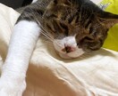 精神疾患に関するお話し聞きます 精神疾患をお持ちの方、またその親族の方や友人の方等 イメージ1