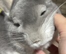 哺乳類・爬虫類・鳥類・両生類・奇蟲飼育相談乗ります 自宅で飼育している生体の飼育方法等相談乗ります イメージ8