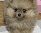 恋愛話も愚痴ききもします 孤独感やどうしようもなく誰にも話せない時頼って下さい。 イメージ1