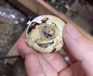 爬虫類の飼育相談を承ります 爬虫類全般の飼育相談！※専門雑誌掲載経験が複数回あります イメージ1