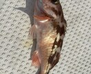 北海道の釣り楽しい話しします マグロからヤマメ迄の、釣り教えます。 イメージ1
