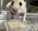 皆様のお悩みご納得いくまでご鑑定いたします お電話だと不安、障がいを持たれている方でもご利用できる イメージ3