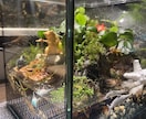 苔テラリウム･パルダリウム作成します お家に小さな森を取り入れませんか？ イメージ2