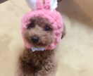 犬、わんちゃんの動画や写真をお譲りします 癒しをあなたにお届け致します！悲しみや苦しみを緩和致します！ イメージ2