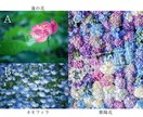 SNSに使える高品質な写真の素材提供します カメラ歴7年の私が撮影したお花や猫の イメージ2