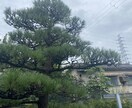 お庭の伸びた木の切り方説明させていただきます 植木屋を頼みたいけど自分でも切りたい方植木屋が相談乗ります イメージ1