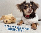 チワックスの探し方・飼い方をお伝えします チワックスを飼いたいと考えている方に経験者から役立つ情報を！ イメージ1