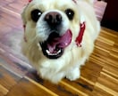 ワンちゃん、ネコちゃんのお洋服・小物作ります 飼い主様のイメージをカスタマイズ イメージ3