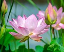 岡村孝子さんと同大学卒業生が御利益満載✿応援します ✿夢をあきらめないで✿手書き護符を身に付け夢を現実に✿❀ イメージ9