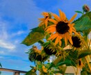 日常の中の素敵な風景撮影します 日常の中の風景写真的なイメージです イメージ2