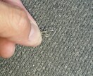 簡単仕掛けで、天然ウナギ釣り方教えます 初めてでも、仕掛け作れて針まで結べ、釣り方まで解説してます イメージ6