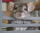 ペットに関する相談承っています ペットショップや動物病院で働いていた経験があります。 イメージ4
