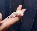 レオパの飼育の悩み相談に乗ります 初心者の不安から飼育環境の見直しまで丁寧に対応 イメージ1