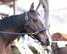 最高画質×女性同行。元チワワ飼い主が可愛く写します 女性同行可で安心。6100万画素の描写で一生モノの写真を。 イメージ10