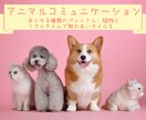 愛するペットとチャットで対話できます アニマルコミュニケーション 30分 イメージ1