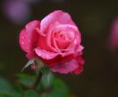 四季折々の写真を提供します 季節を感じられる花々はお好きでしょうか？ イメージ2