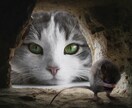 様々なシチュエーションで使える猫の画像集めます 可笑しい!可愛い!!癒される!!50枚セットでお渡しします イメージ4