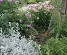 お庭づくりやお困りごとにプロがお答えします 植物の手入れから庭づくりまで、お庭の悩みを気軽に相談 イメージ1