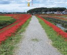 SNSで目立つ広告作ります 学生の作るものなので格安で作成します。 イメージ4